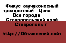 Фикус каучуконосный трехцветный › Цена ­ 500 - Все города  »    . Ставропольский край,Ставрополь г.